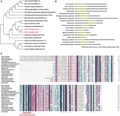 Matrix metalloproteinase Nas15 regulates the lumen formation and expansion in Ciona notochord